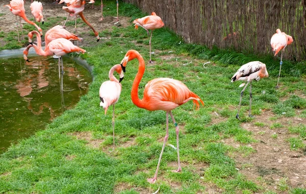 Mechelen, belgien - 17. Mai 2016: Flamingos im zoo planckendael. — Stockfoto