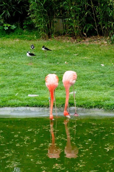 Mechelen, belgien - 17. Mai 2016: Flamingos im zoo planckendael. — Stockfoto