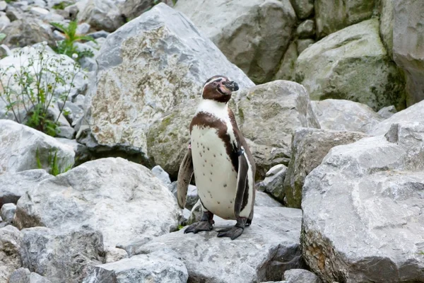 Mechelen, belgien - 17. mai 2016: pinguin im zoo planckendael. — Stockfoto