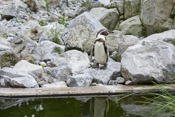Mechelen, Belçika - 17 Mayıs 2016: penguen Planckendael Hayvanat Bahçesi. — Stok fotoğraf