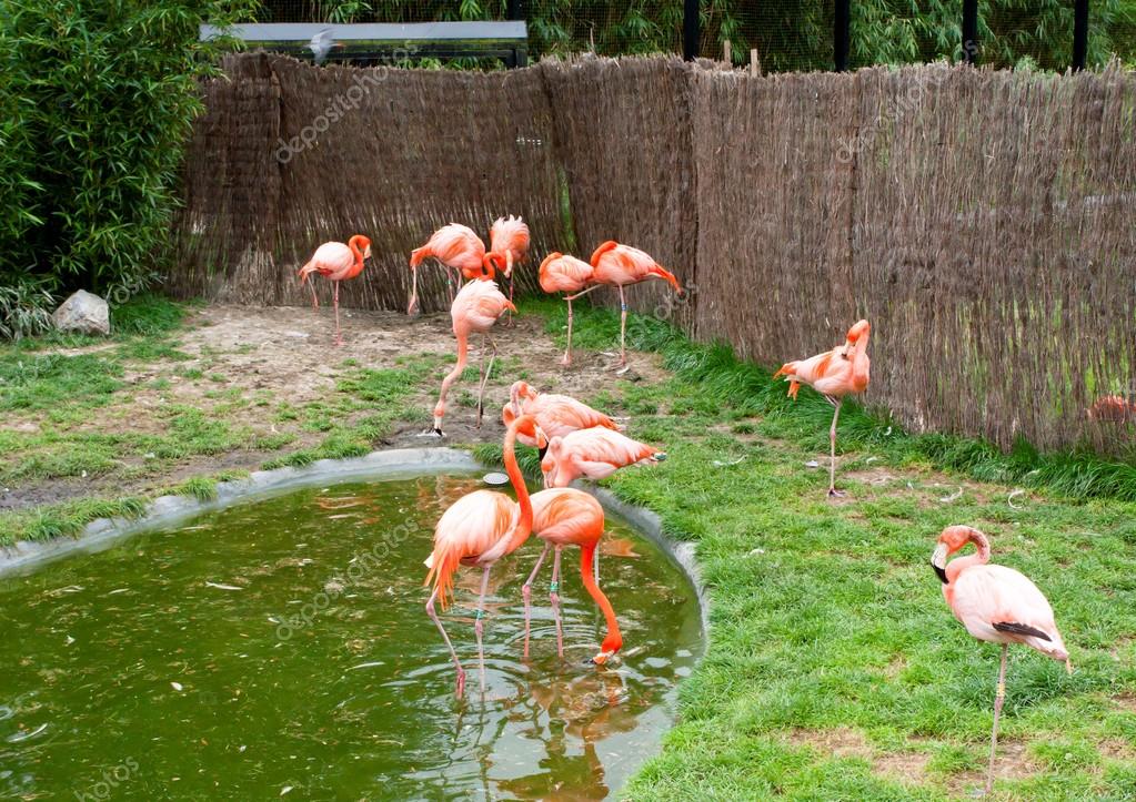 Malinas, Bélgica - 17 de mayo de 2016: Flamencos en el ...