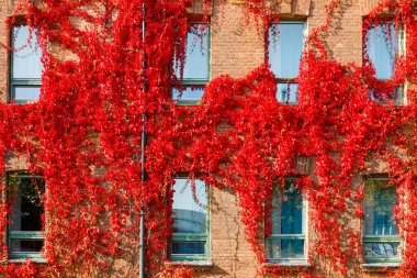 Partenosissus 'un kırmızı yapraklarıyla kaplı kırmızı tuğla binanın sonbahar manzarası.