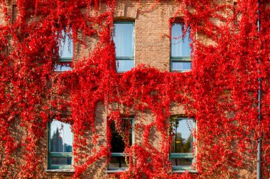 Autumnal view of red brick building covered by red foliage of parthenocissus. clipart