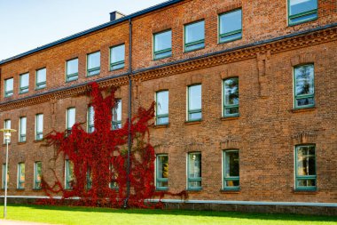 Partenosissus 'un kırmızı yapraklarıyla kaplı kırmızı tuğla binanın sonbahar manzarası.