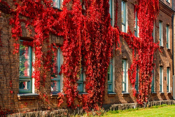 Vista Otoñal Del Edificio Ladrillo Rojo Cubierto Por Follaje Rojo — Foto de Stock