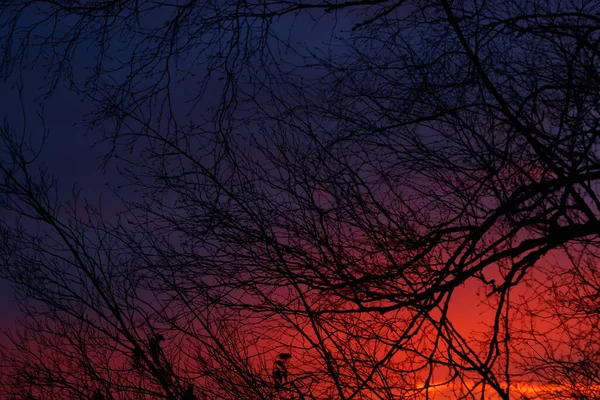 Belo Pôr Sol Novembro Lago Finlândia — Fotografia de Stock