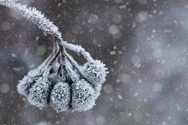 Chokeberry Coperto Hoarfrost Nella Giornata Sole Invernale Foto Stock Royalty Free