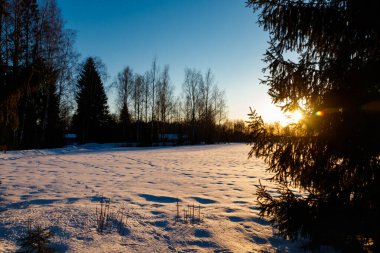Gün batımında karlı arazide tavşan izleri olan bir kışın kırsal bölgesi..