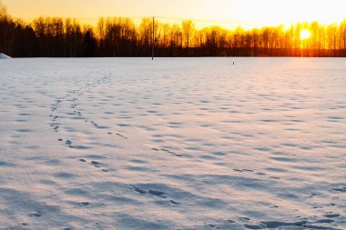 Gün batımında karlı arazide tavşan izleri olan bir kışın kırsal bölgesi..