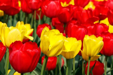 Güzel kırmızı ve sarı lale çiçekli tarla