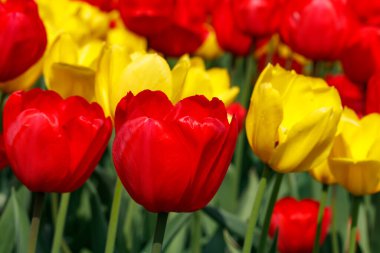 Güzel kırmızı ve sarı lale çiçekli tarla