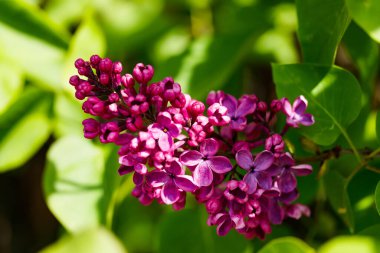 Bahçede açan güzel leylak çiçekleri