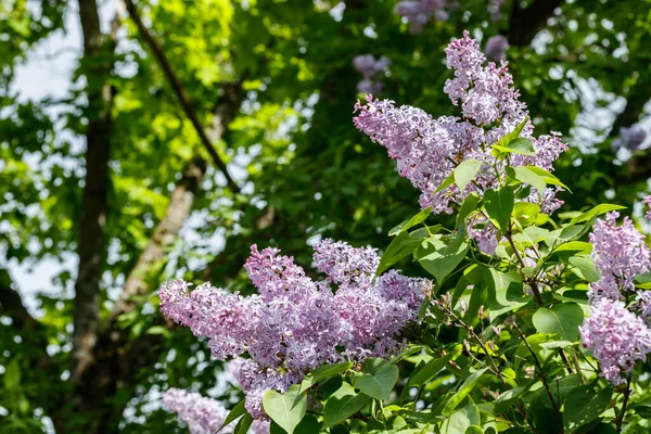 Piękne Fioletowe Kwiaty Lilii Kwitnące Ogrodzie — Zdjęcie stockowe