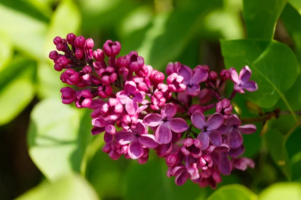 Красивые Лиловые Фиолетовые Цветы Цветущие Саду Стоковое Фото