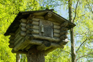 Ormandaki odunlardan yapılmış küçük ağaç ev.