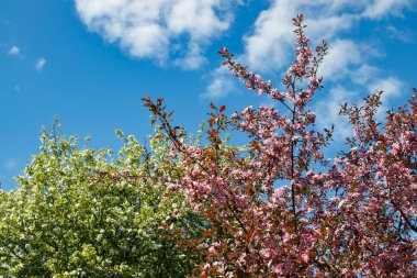 Baharda bahçede pembe ve beyaz elma çiçek açar.