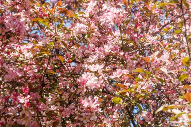 Baharda bahçede pembe elma çiçeği