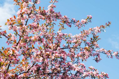 Baharda bahçede pembe elma çiçeği