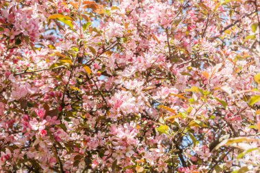 Baharda bahçede pembe elma çiçeği