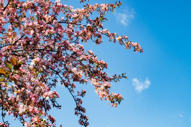 Baharda bahçede pembe elma çiçeği