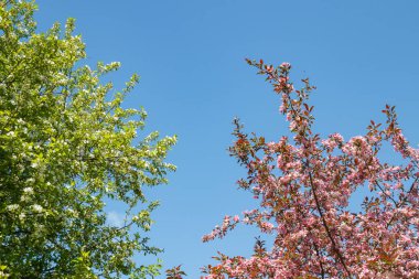 Baharda bahçede pembe ve beyaz elma çiçek açar.