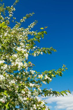 Baharda bahçede elma tomurcukları