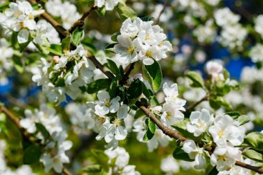 Baharda bahçede elma tomurcukları