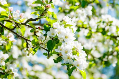 Baharda bahçede elma tomurcukları