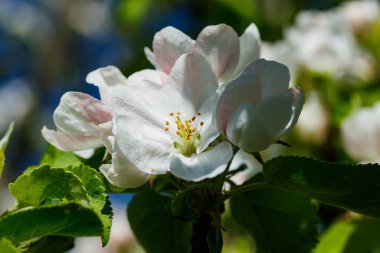 Baharda bahçede elma tomurcukları