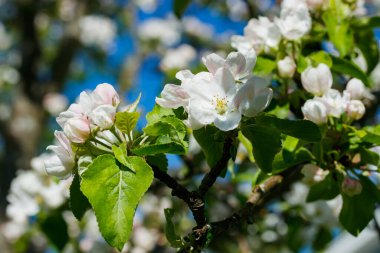 Baharda bahçede elma tomurcukları