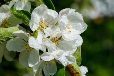 İlkbaharda bahçede yağmur damlalarıyla birlikte elma çiçeği.