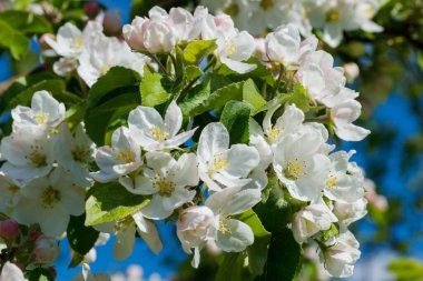 Baharda bahçede elma tomurcukları
