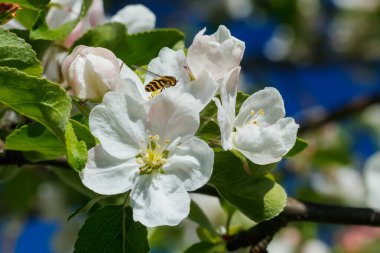 Baharda bahçede eşekarısı açan elma çiçeği.
