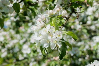 Baharda bahçede elma tomurcukları