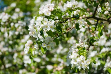 Baharda bahçede elma tomurcukları