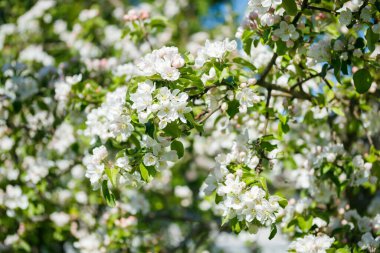 Baharda bahçede elma tomurcukları