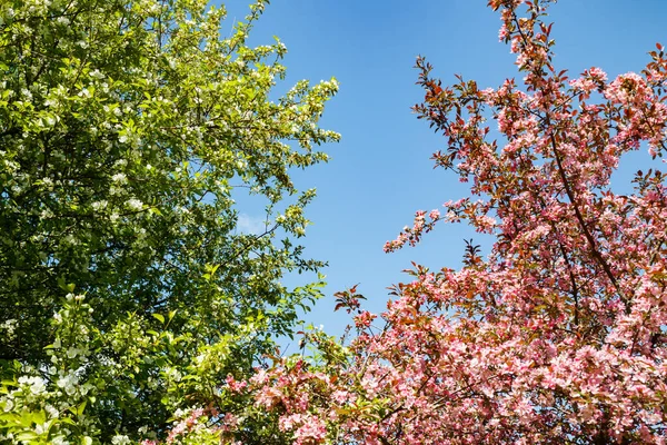 Różowo Białe Kwiaty Jabłoni Ogrodzie Wiosną — Zdjęcie stockowe
