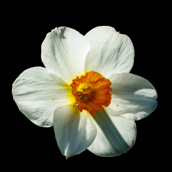 Single White Narcissus Czarnym Tle — Zdjęcie stockowe
