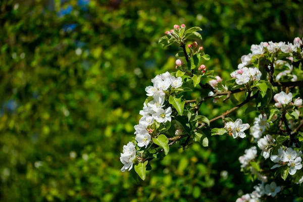 Fleur Pommier Dans Jardin Printemps — Photo