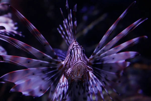 Lionfish Pteroisvolitans Inglês Maravilhoso Belo Mundo Subaquático Com Corais Peixes — Fotografia de Stock