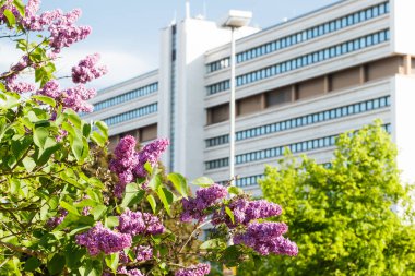 Güzel eflatun çiçekler açıyor şehirde