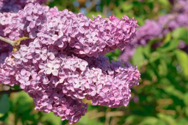 Yaz bahçesinde çiçek ve tomurcukları olan güzel bir leylak dalı