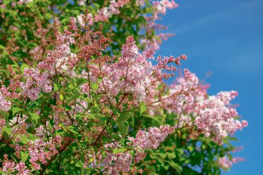 Yaz bahçesinde çiçekler ve tomurcuklar olan güzel pembe leylak dalı