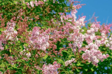 Yaz bahçesinde çiçekler ve tomurcuklar olan güzel pembe leylak dalı