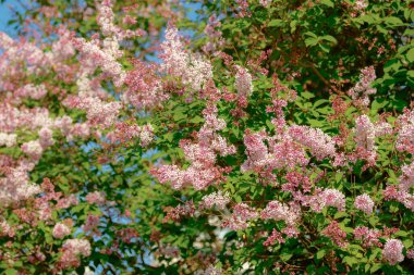 Yaz bahçesinde çiçekler ve tomurcuklar olan güzel pembe leylak dalı