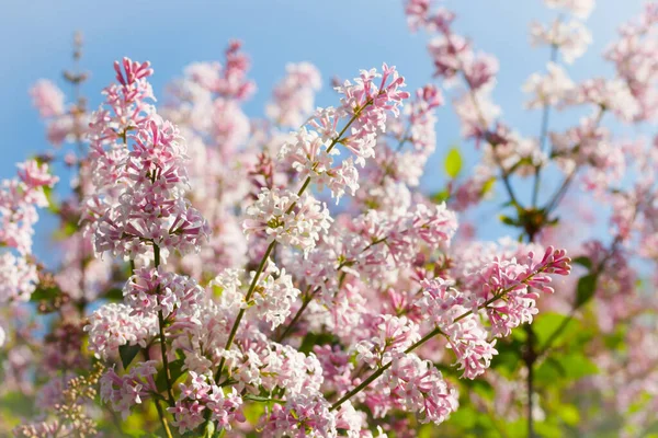 Belle Branche Lilas Rose Avec Des Fleurs Des Bourgeons Dans — Photo