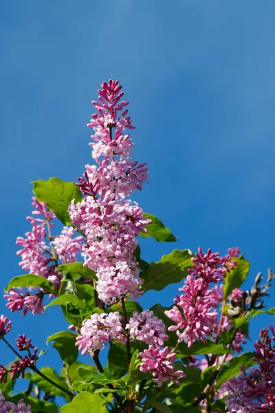 Belle Branche Lilas Avec Fleurs Bourgeons Dans Jardin Été — Photo