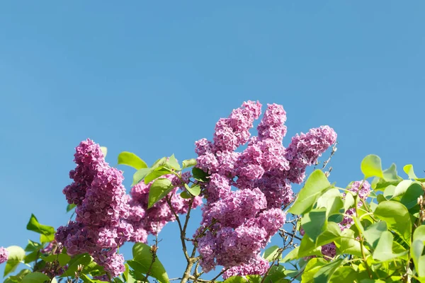 Vacker Lila Gren Med Blommor Och Knoppar Sommarträdgården — Stockfoto