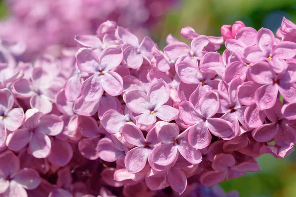 Beautiful Lilac Branch Flowers Buds Summer Garden — Stock Photo, Image