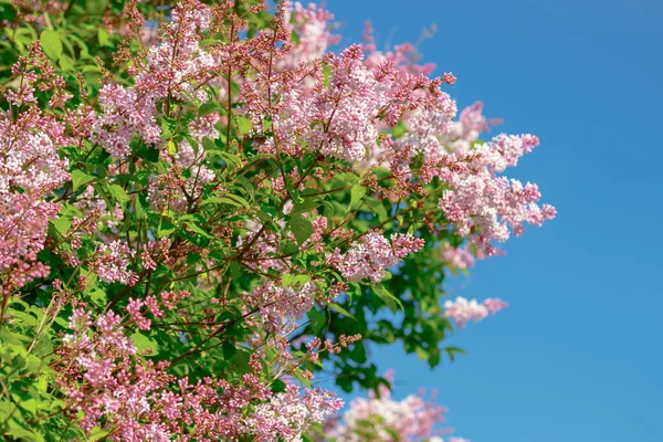 Belle Branche Lilas Rose Avec Des Fleurs Des Bourgeons Dans — Photo